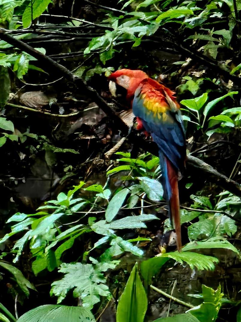 Scarlet macaw in a tree